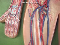 21 Palmar veinous arches-01 : palmar venous arches, palm, basilic and cephalic veins, veins of the upper limbs