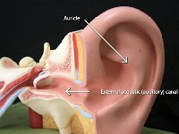 22 Auricle-External acoustic canal : auricle, external acoustic canal, ear anatomy