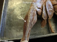 21 Tibialis anterior : tibialis anterior, tibia, lower limb muscles, cat muscular system