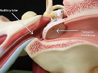 23 Auditory tube-tympanic membrane : tympanic membrane, auditory tube, eardrum, ear anatomy