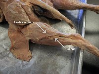 22 Gastocnemius-Soleus : gastrocnemius, soleus, lower limb muscles, cat muscular system