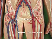 24 Femoral-great saphenous-vein-01 : femoral vein, great saphenous vein, femur, lower limb veins