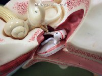 24 Middle and inner ear : middle ear, inner ear, anatomy of the ear