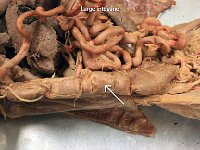 25 Large Intestine : large intestine, digestive system, cat