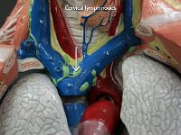 27 Cervical lymph nodes-01 : cervical lymph nodes, neck, lymphatic system