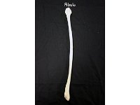 28 Fibula : fibula, tibia, lower leg, lower limb