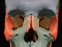 28 Nasal bone : nasal bone, nose, facial bone, skull