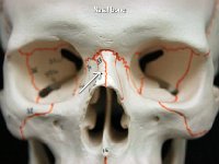 29 Nasal bone : nasal bone, nose, facial bone, skull
