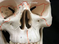 30 Inferior nasal conchae : inferior nasal conchae, nasal cavity, facial bone, skull