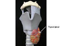30 Thuroid gland : thyroid gland, T3, T4, endocrine system