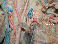 31 Axiallary-Brachial artery : axillary artery, brachial artery, upper arm, cat circulatory system