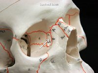 31 Lacrimal bone : lacrimal bone, eye socket, facial bone, skull
