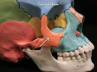 32 Zygomatic bone : zygomatic bone, cheek bone, facial bone, skull