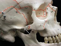 33 Zygomatic arch : zygomatic arch, skull structure, facial bone, skull
