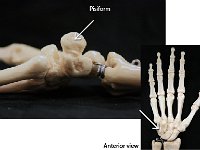 35 Pisiform-01 : pisiform, proximal row, anterior region, hand bone