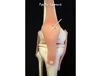 36 Patellar Ligament : patellar ligament, knee, anterior, lower limb