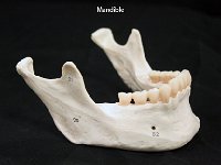37 Mandible : mandible, lower jaw, facial bone, skull