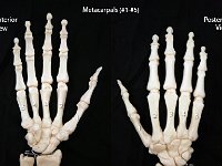 37 Metacarpals 1-5 : metacarpals, 1-5, palm of the hand, hand bone