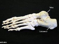 37 talus-calcaneus-01 : talus, calcaneus, ankle, foot bone