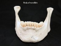 38 Body of mandible : body of mandible, chin, facial bone, skull