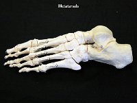 38 Metatarsals-01 : metatarsals, 1-5, base of the foot, foot bone