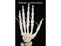 38 Phalanges—proximal phalanx : phalanges, proximal phalanx, fingers, hand bone