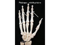 39 Phalanges—middle phalanx-01 : phalanges, proximal phalanx, fingers, hand bone