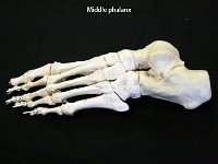 40 Middle Phalanx-01 : middle phalanx, phalanges, middle, foot bone