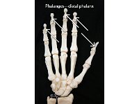 40 Phalanges—Distal Phalanx-01 : phalanges, proximal phalanx, fingers, hand bone