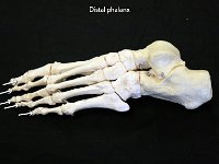 41 Distal Phalanx-01 : distal phalanx, phalanges, distal, foot bone