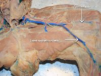 43 Femoral vein-great saphenous vein : femoral vein, great saphenous vein, thigh, cat circulatory system