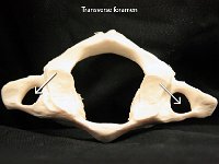 49.75 Cervical vertebra : transverse foramen, cervical vertebrae, vertebrae, doral