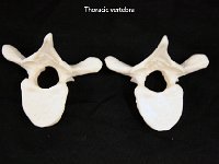 53 Thoracic vertebra : thoracic vertebra, spinal column, vertebrae, dorsal