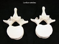 54 Lumbar vertebra : lumbar vertebra, spinal column, vertebrae, dorsal