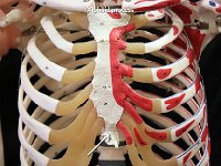 60 Body of the sternum : xiphoid process, sternum, diaphragm, thoracic cage