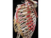 60 Body of the sternum : true ribs, 1-7, sternum, thoracic cage