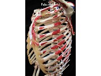 60 Body of the sternum : false ribs, 8-12, cartilage, thoracic cage
