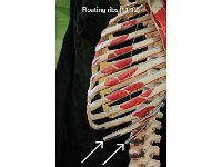 60 Body of the sternum : floating ribs, 11-12, false ribs, thoracic cage