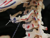 65 Hyoid bone : hyoid bone, horseshoe shaped, neck, thoracic cage