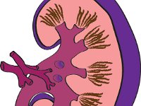 Anatomy of the kidney