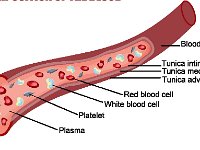 Blood composition (blood vessel cut section)