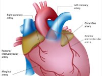 Blood supply to heart (sites of heart attack)