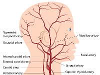 Cardiovascular System, blood supply of the head and neck