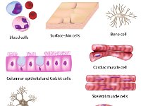 Cells of the Body