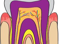 Digestive System, anatomy of a tooth