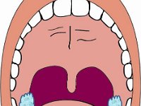 Digestive System, anatomy of oral cavity