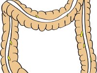 Digestive System, colon