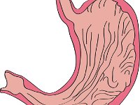 Digestive System, stomach cross section