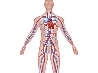 Human circulation anatomy