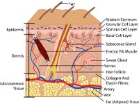 Integumentary, skin layers with labels